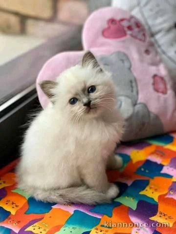 chatons ragdoll femelle à donner 