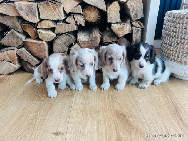 adorable chiot Teckel nain disponible 