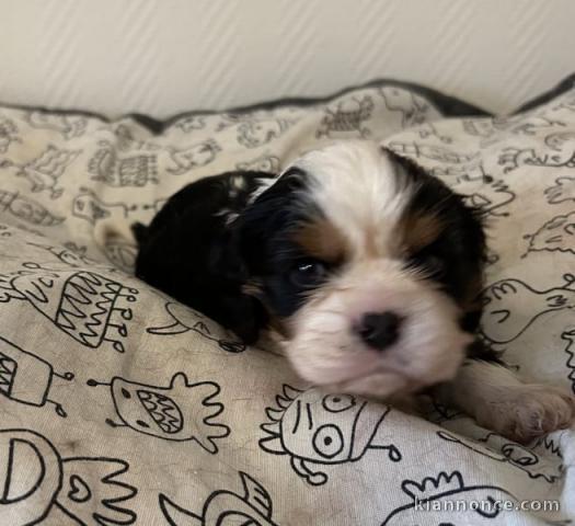 chiot cavalier king charle disponible 