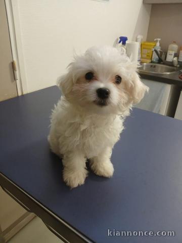 Bichon maltais à donner 