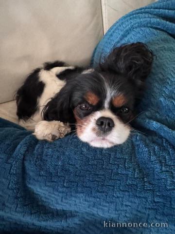 Chiot cavalier king charle disponible 