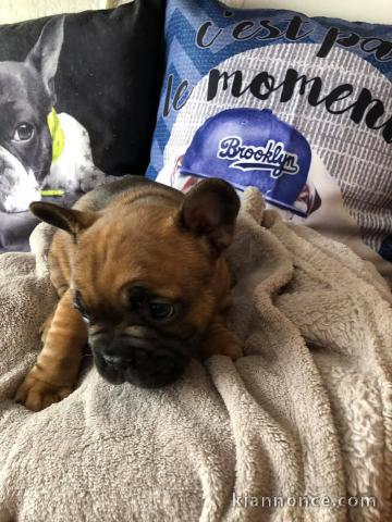 chiot bouledogue français adorable 