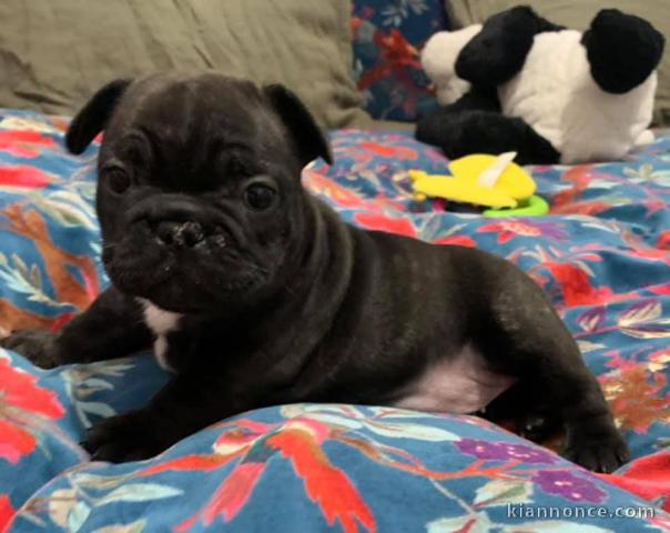 Adoption chiot bouledogue français 
