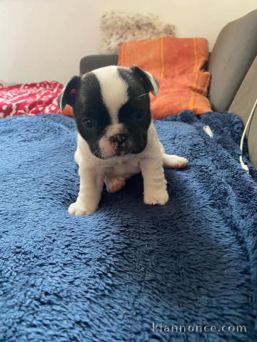 chiot bouledogue français à donner 