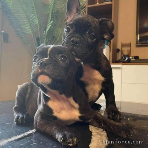 chiot bouledogue français à donner 