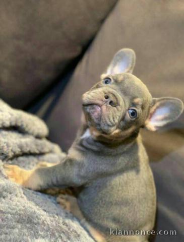 Adorable chiot bouledogue français lof