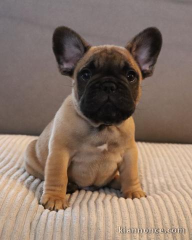 Magnifique chiot bouledogue français 