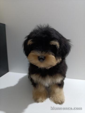Chiots Havanese Bichon