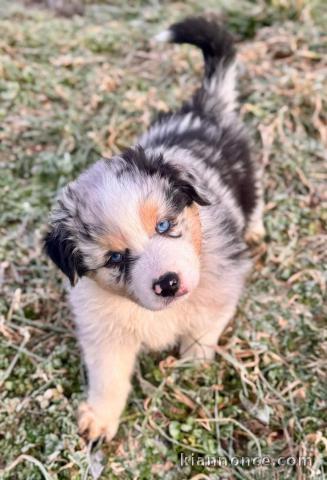 chiot berger australien adoption 