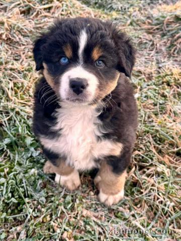 chiot berger australien adorable 