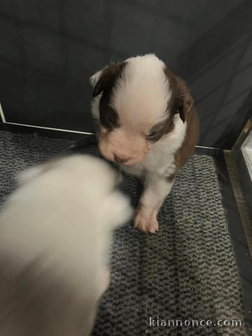 Dons chiot berger australien lof