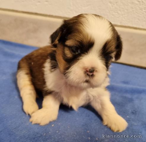 Très beau chiot Shih Tzu femelle 
