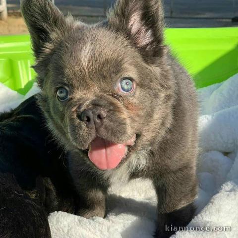 Chiot bouledogue français à donner 