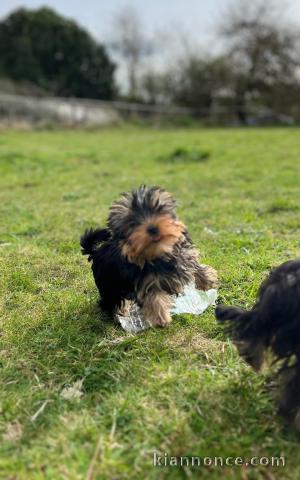 Je donne chiot Yorkshire terrier disponible 