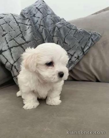 chiots bichon maltais mâle 