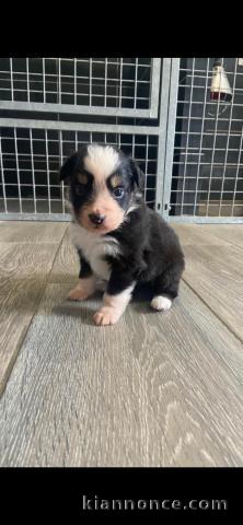Je donne chiot berger australien 