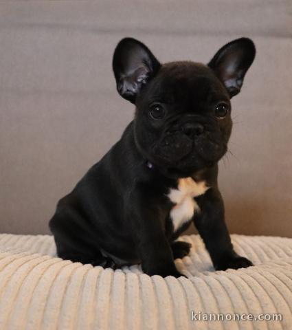 chiot bouledogue français 