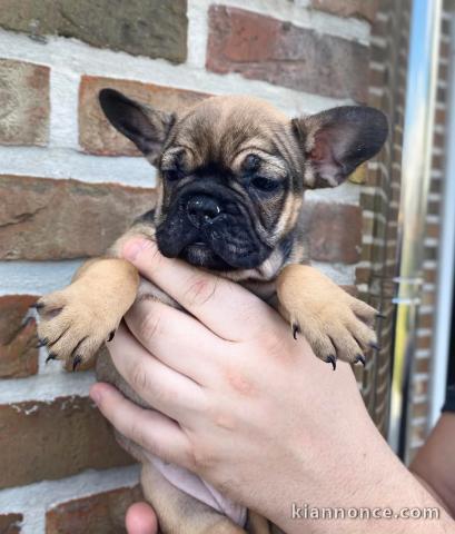 chiot bouledogue français 