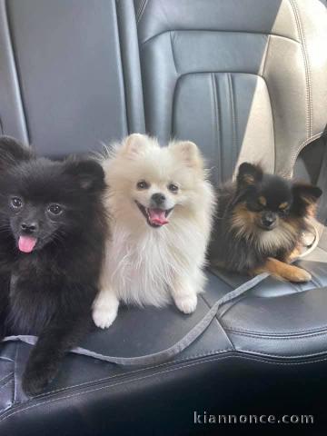 chiot spitz nain disponible 