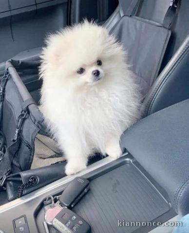 chiot spitz allemand disponible 