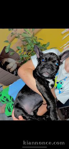 chiot bouledogue français à donner 