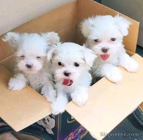Je donne chiot bichon maltais 