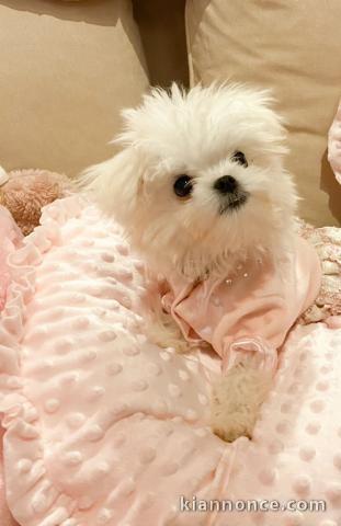 Chiot bichon frisé femelle 