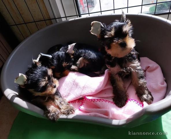 chiot Yorkshire terrier mâle et femelle 