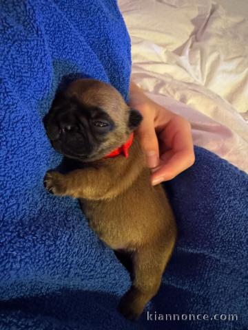 chiot bouledogue français à donner 