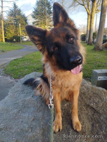 Adoption chiot berger allemand lof