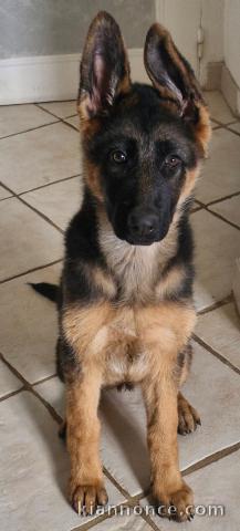 Chiot berger allemand femelle disponible 
