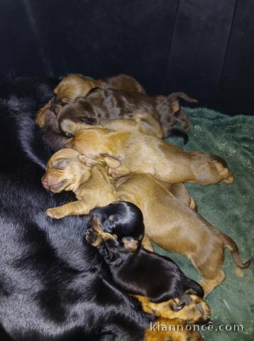 Chiot Teckel à donner 