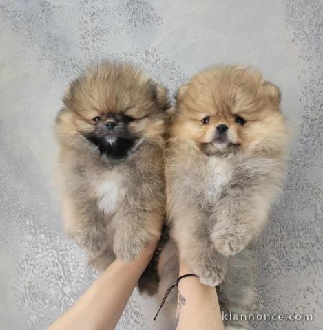 Chiot spitz allemand mâle et femelle 