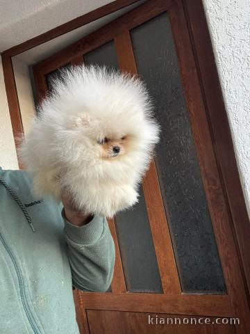 Je donne chiot spitz nain 