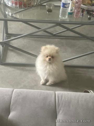 Je donne chiot spitz allemand 