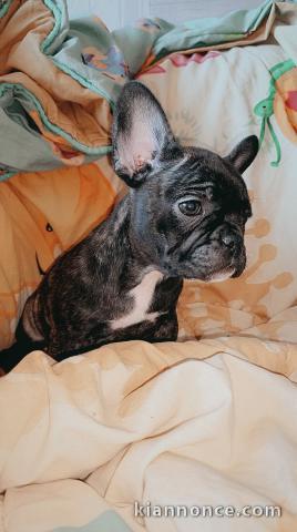 Chiot bouledogue français lof