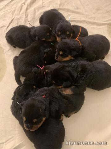 Adoption chiot rottweiler 