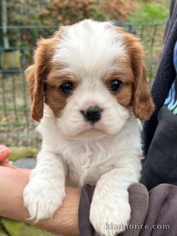 Chiot cavalier king charle disponible 