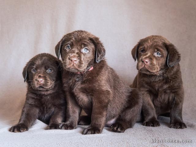 chiot labrador retriever à donner 