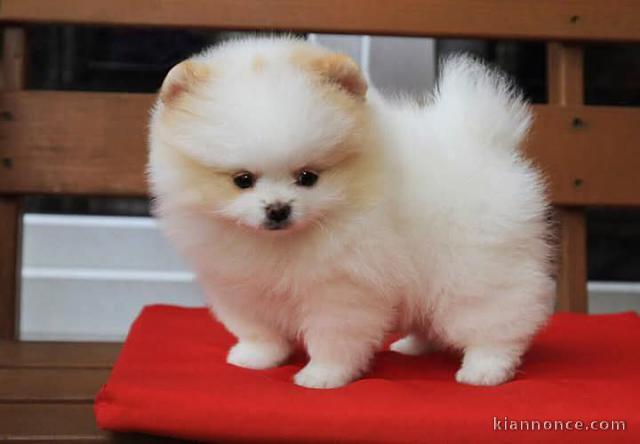 Chiot spitz nain femelle a donner 