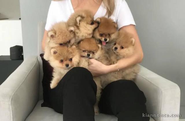 chiot spitz nain mâle et femelle 