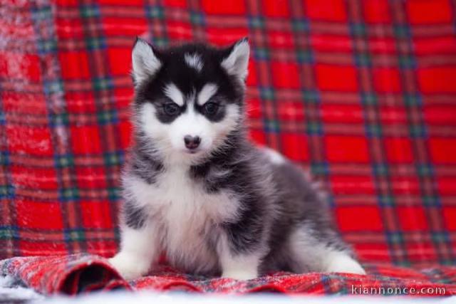 Je donne chiot husky sibérien 