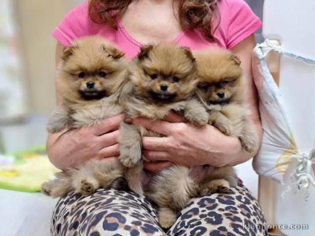 chiot spitz nain pour compagnie 