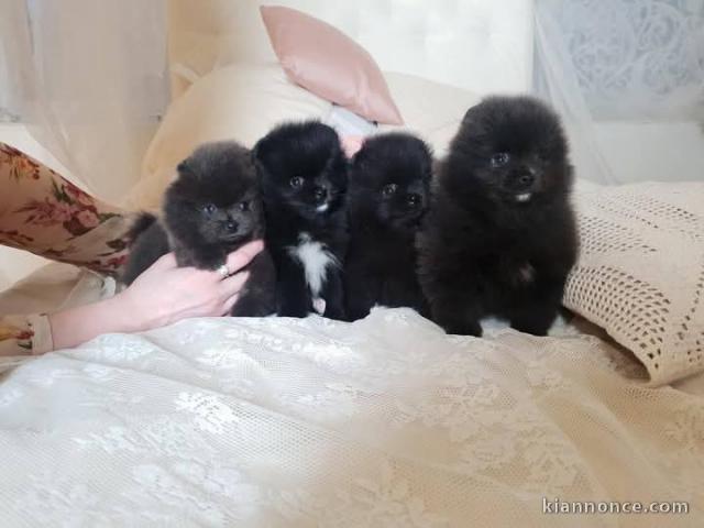 Adoption chiot spitz nain disponible 