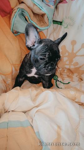 chiot bouledogue français adorable 