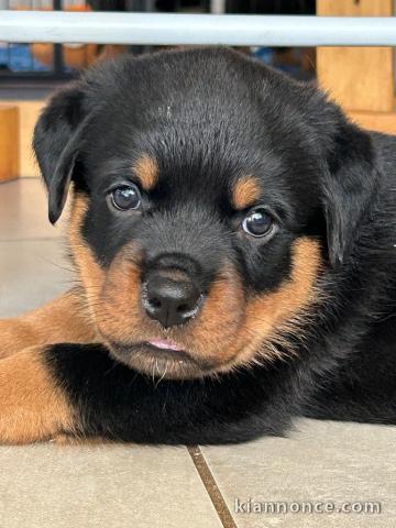 chiot rottweiler à donner 