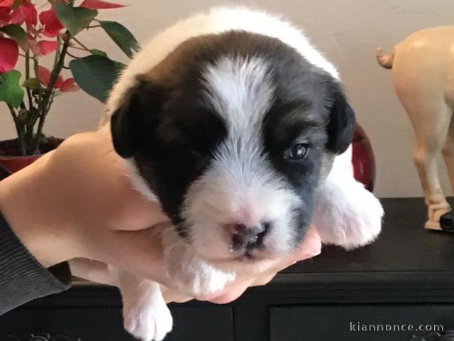 chiot jack Russel disponible intéressé contacter moi 