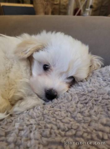chiot bichon maltais à donner 