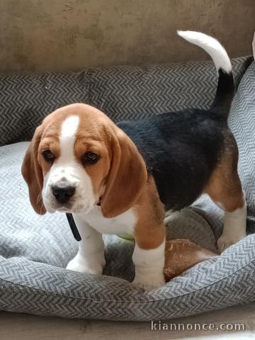 Chiot beagle disponible pour adoption 
