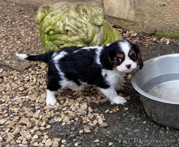 Je donne chiot cavalier king charle disponible 